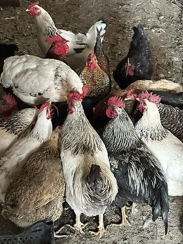 Продаю | Куры, Петух | Полубрама, Домашняя, Кучинская | На забой, Для разведения, Несушки