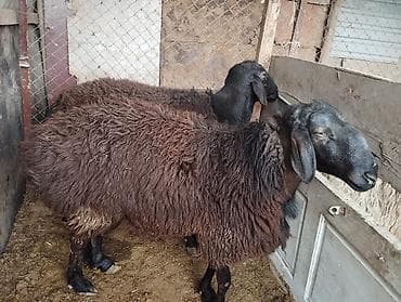 овчарка самка: Продаю | Овца (самка) | Для разведения | Матка — 5