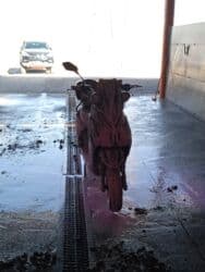 Обмен на машину