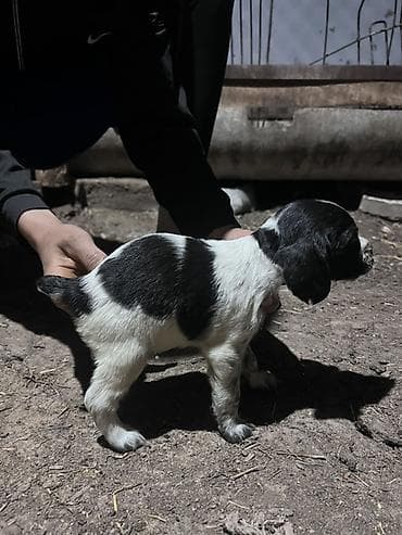 Щенок с черно-белым окрасом, коротким хвостиком и плотным костяком
