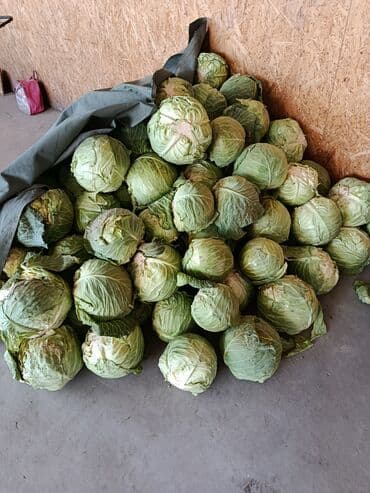 картофель семенной: Капуста Белокачанная, В розницу — 1