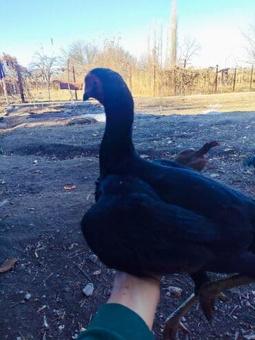 объявления о найденных собаках: Продаю | Куры | Дакан | Для боев — 5