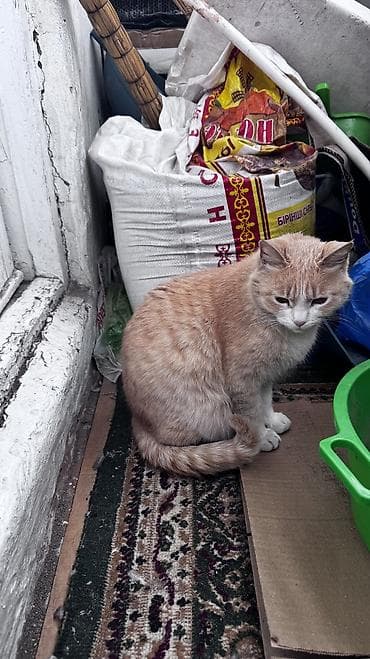 отдам кошка: Девочка — 5