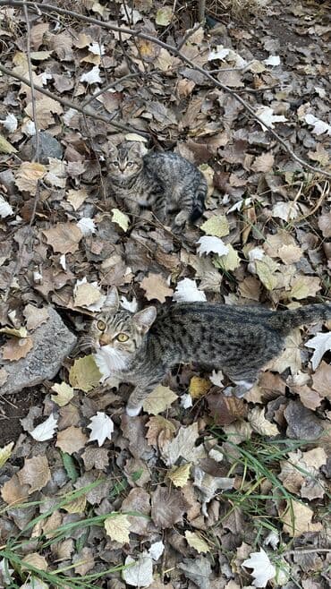 номер приюта для животных бишкек: МАЛЫШ НА УЛИЦЕ! Котёнок в добрые руки, находится сейчас на улице! — 6