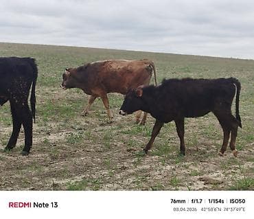 зелёный корм: Продаю | Бык (самец) — 1