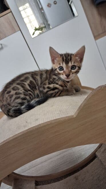 немецкая овчарка щенок в оше: Бенгальская, 2 месяца, Девочка, Приучена к лотку, Проглистована, С документами — 9