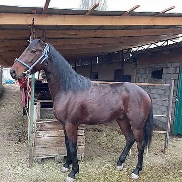 шотландская вислоухая кошка черная: Продаю | Жеребец | Конный спорт | Племенные — 2