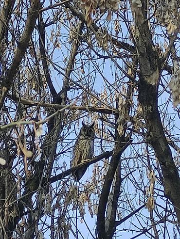 Жумушчу аял киши керек, Кемпир караганы? Кемпирге шерик болуп, Уй