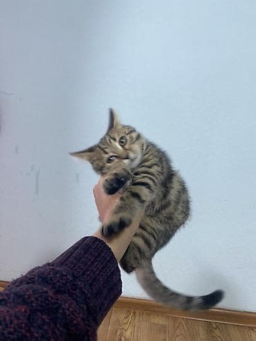 купить котенка: Мальчик, Приучена к лотку — 4