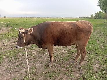 коровы самка: Продаю | Корова (самка) | Швицкая | Для разведения | Привязанные — 2