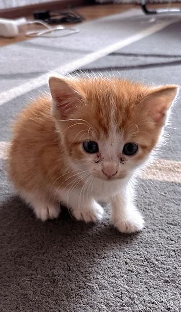 кошка британка: Котята, домашние, от одной кошки. Возраст на фото — малыши, уже едят — 1