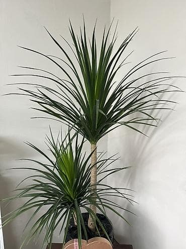 Драцена (Dracaena marginata), комнатное растение - Вид: драцена — 2