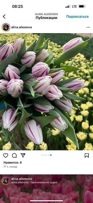 декоративные цветы бишкек: Принимаю заказы тюльпанов!Самые яркие,сочные цвета,более 15 видов — 2