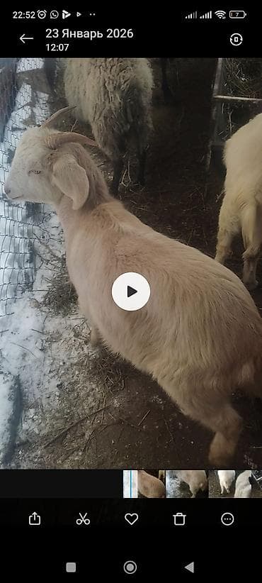 Кургаткычтар: Молодые козы, Зоонинской породы и битал белые и светло-кремовые. На — 3