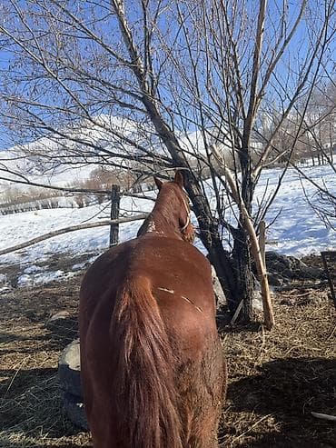 Услуги ветеринара: Продаю | Жеребец | Дончак | Рабочий — 1