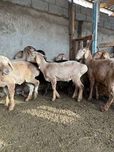 кой арашан: Сатам | Ургаачы кой (ургаачы) | Арашан | Көбөйтүү үчүн | Ургаачы — 4