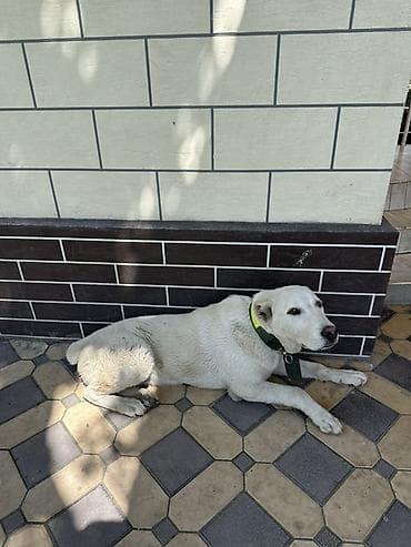 Собака крупной породы, светлого (почти белого) окраса. Крепкое — 1