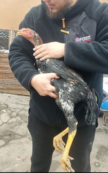 талас мал базар: Продаю | Куры | Бойцовая | Для разведения — 1