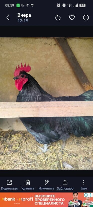 голубь птицы: Продаю | Петух | Для разведения — 3