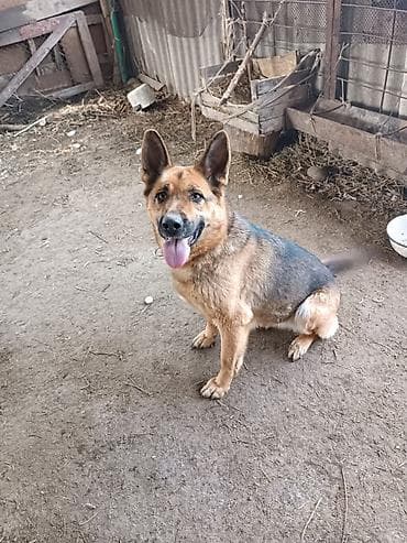 Собака среднего размера, короткошёрстная, окрас чепрачный