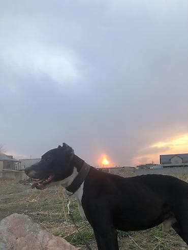 собаки: Питбуль, Более 5 лет, Самец, С родословной — 1