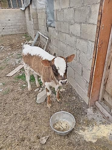 Продаю | Музоо, торпок | На откорм | Привязанные at lalafo.kg Продаю | Музоо, торпок | На откорм | Привязанные