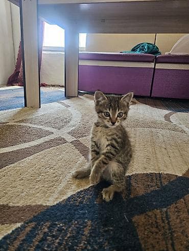 Мышыктар: Котёнок тигрового окраса - Полосатый короткошёрстный котёнок с мягкой — 1