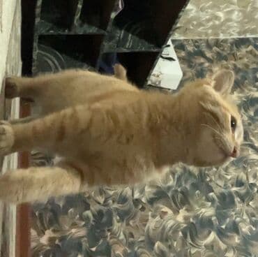 отдам кошечку в добрые руки: 4 месяца, Девочка, Проглистована — 3