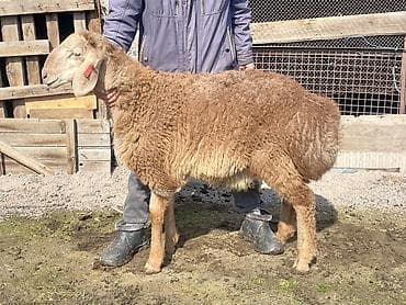 Индюки: Продаю | Овца (самка) | Для разведения | Матка — 2