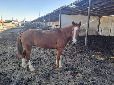 обмен на хаски: Продаю | Жеребец | Рабочий | Мерин — 2