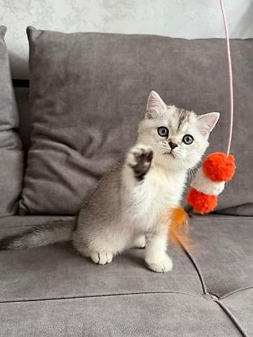 Кошки: Скотиш Фолд (Шотландская вислоухая), 2 месяца, Мальчик, Серебристая шиншилла — 2