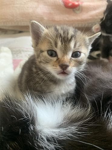 бельгийская кошка цена: 1 месяц, Мальчик, Приучена к лотку — 1