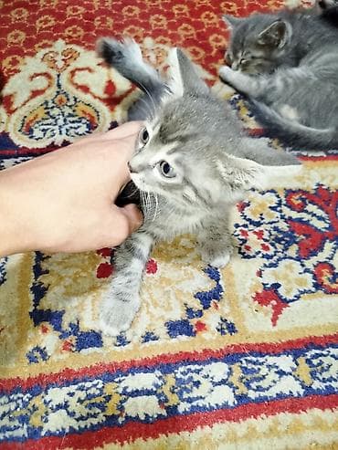 Находки, отдам даром: Отдам даром 4х котят, к лотку приучены, 2 месяца — 4