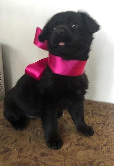 Ит кууту: 2 айлык, Ургаачы — 8