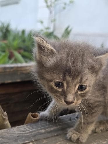 Мышыктар: Котята домашние, пушистые, социализированные. На фото — несколько — 2