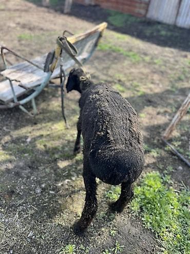 стригальный аппарат для овец: Продаю | Ягненок, Баран (самец) | На забой | Кастрированные — 3