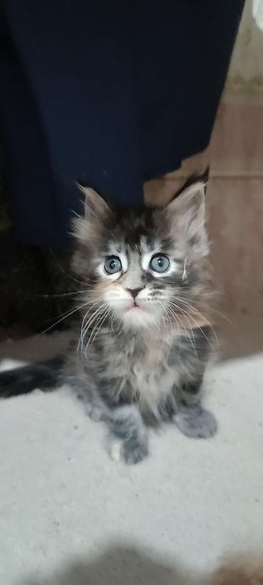 Мышыктар сатылат: Гиганты Кошачьего мира♥️ Мейн-Куны 🥰 Мини питомник не клеточного — 5