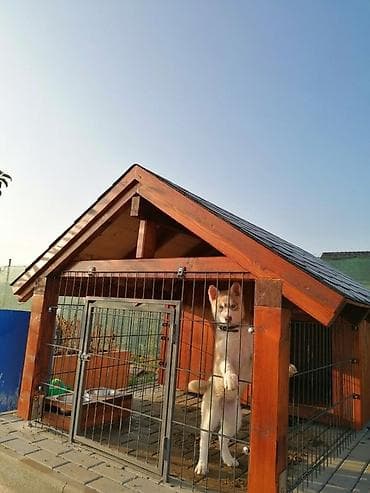 жыгач ящик: Вольер для собаки с будкой - Каркас и обшивка из древесины — 1