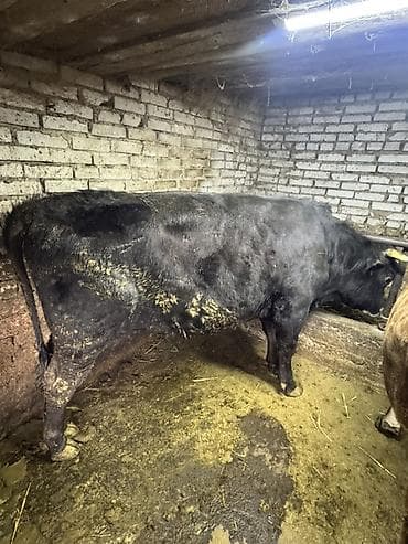 принимаем кукурузу: Продаю | Бык (самец) | На откорм | Племенные — 4