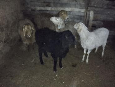 сабака як: Продаю | Овца (самка) | Полукровка | Для разведения | Матка — 1