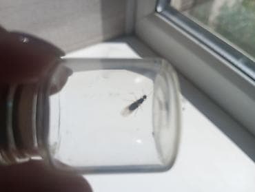 формикарий: Муравьи с крыльями (летуны) для муравьиного формикария - Вид — 1