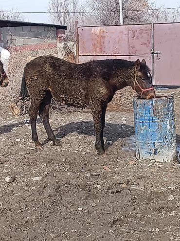 Ветеринар кызматы: Сатам | Тай | Союуга — 1