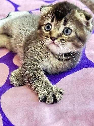 скот лошади: Котёнок с короткими загнутыми ушками, тигровый табби-окрас. Большие — 4