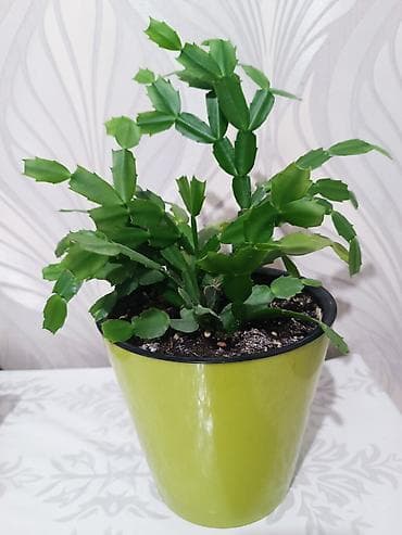 цветы декабрист: Декабрист (Schlumbergera) в горшке - Комнатное растение с — 1