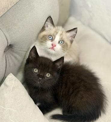 Мышыктар: Котята домашние, короткошёрстные. В помёте два малыша: - Окрас — 1