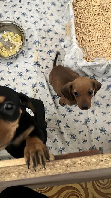 мопс собаки: Такса, 1 месяц, Самец — 2