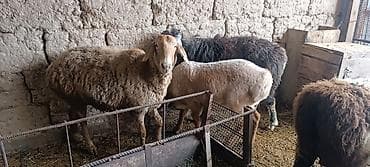 куры цыплята: Продаю | Овца (самка) | На забой — 5