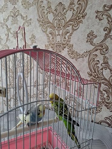 коня: Клетка для волнистых попугаев с комплектом аксессуаров - Форма: купол — 2