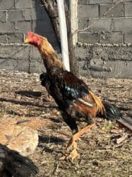 купить американского бульдога: Сатам | Короздор | Тебиштирүүчү | Көбөйтүү үчүн — 3