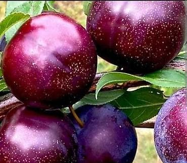 фруктовый: Обрезка плодовых деревьев (сад) Обработка от насекомых и вредителей — 6